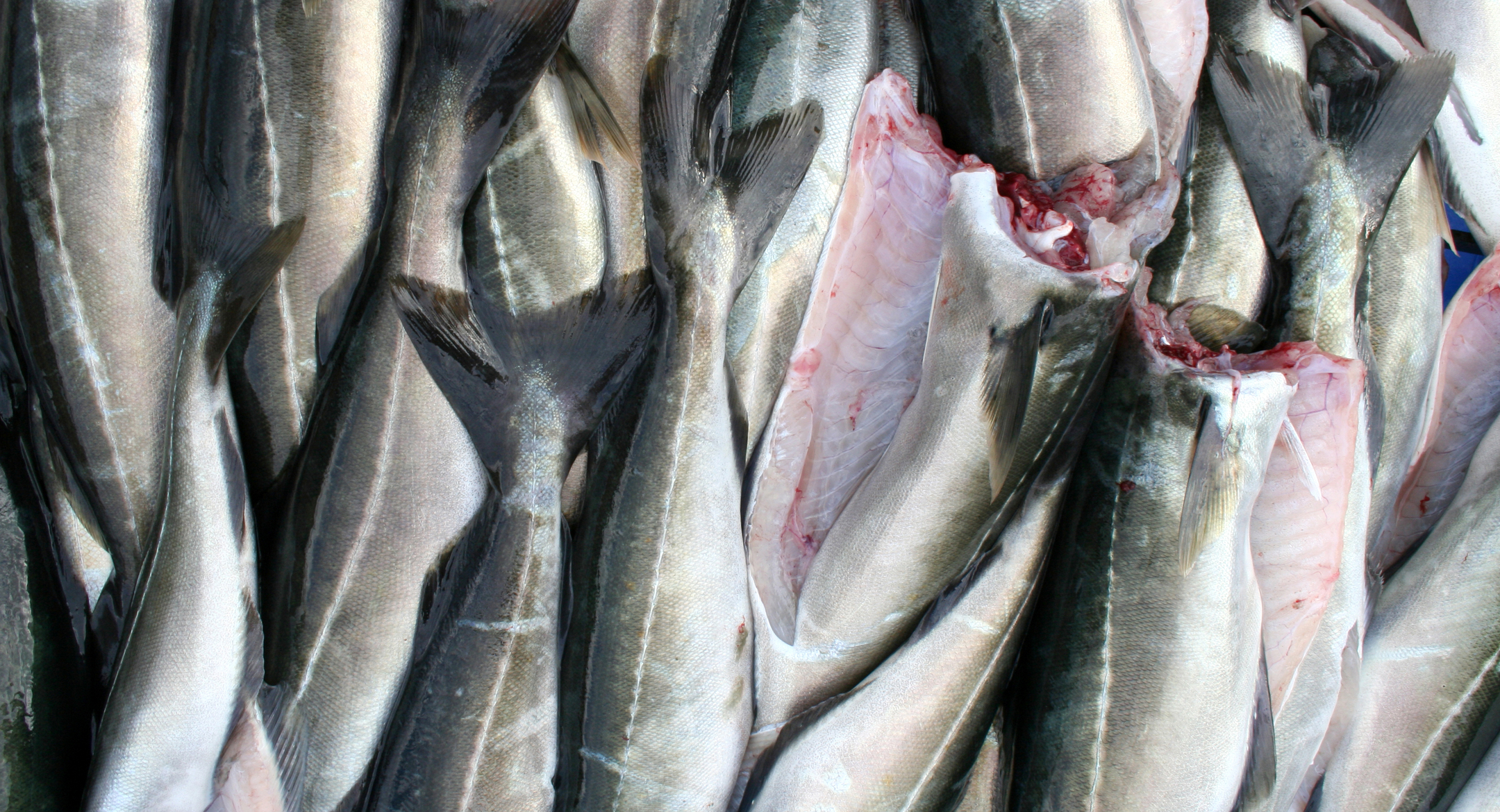 stock fish suppliers in norway