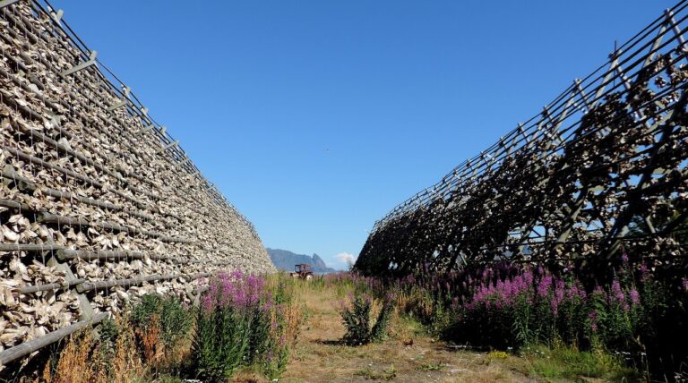 Stockfish producers in Norway