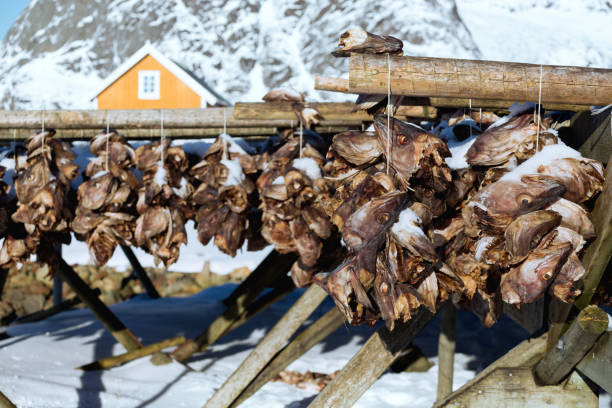 Stockfish Suppliers in Norway